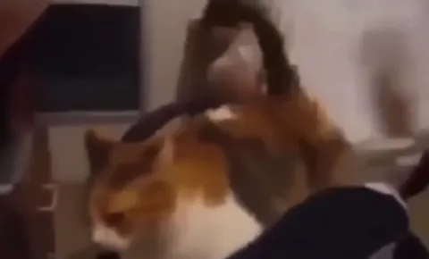 Кот с хвостом трубой