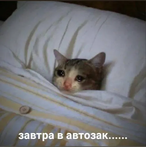 Котёнок перед автозаком