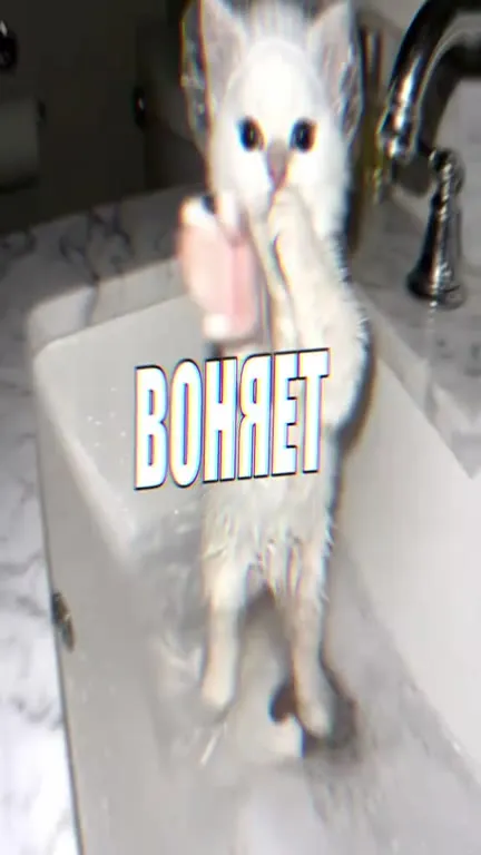 Котята не хотят мыться