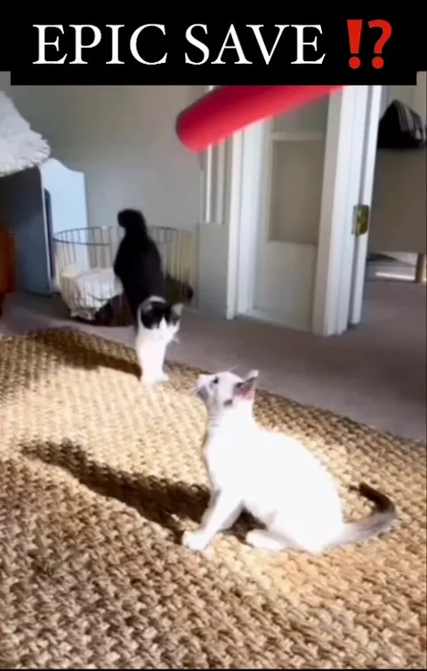 Cat Makes an Epic Save