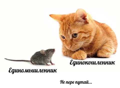 Единочленник и единомышленник
