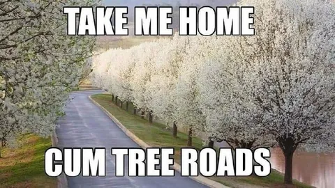 Take Me Home Cum Tree Roads