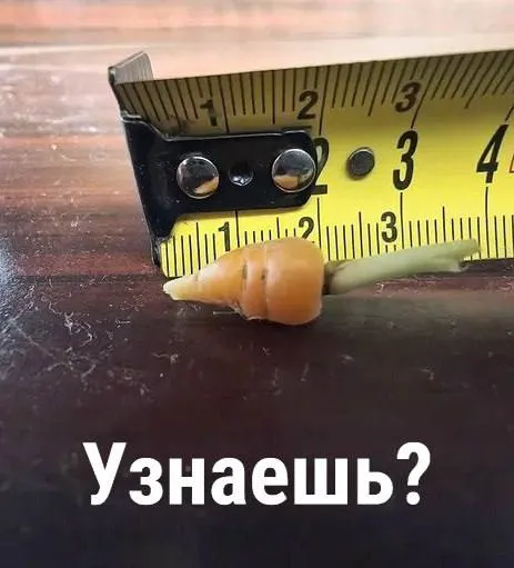 Узнаешь маленькую морковку?