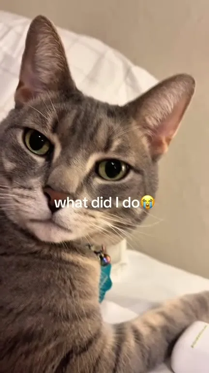 What Did I Do Crying Cat