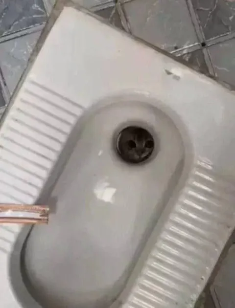 Унитаз с лицом