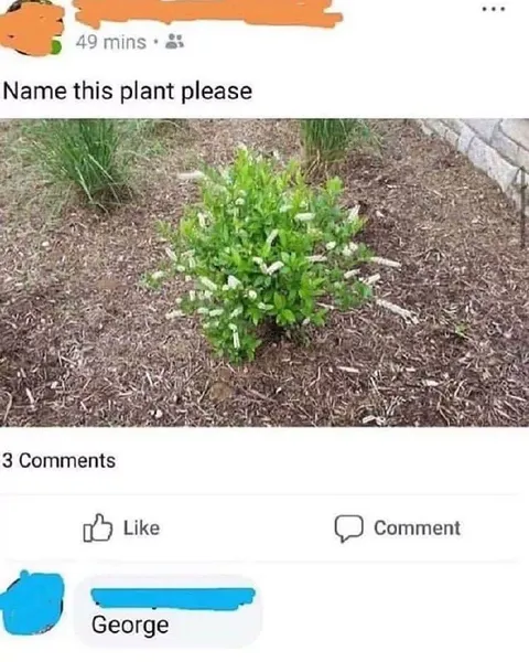 Name This Plant George