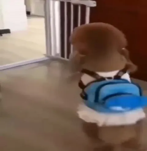 Пёсик с рюкзаком убегает