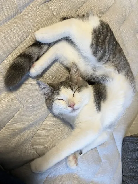 Кошка спит в странной позе