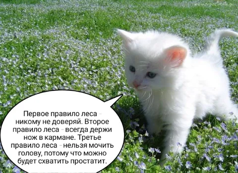 Правила леса от белого котёнка