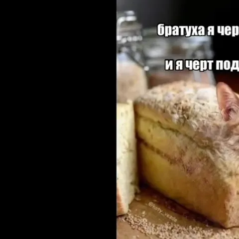 Безумный хлеб с котом