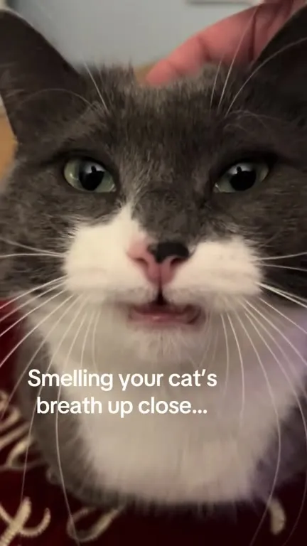 Smelling the Cat’s Breath