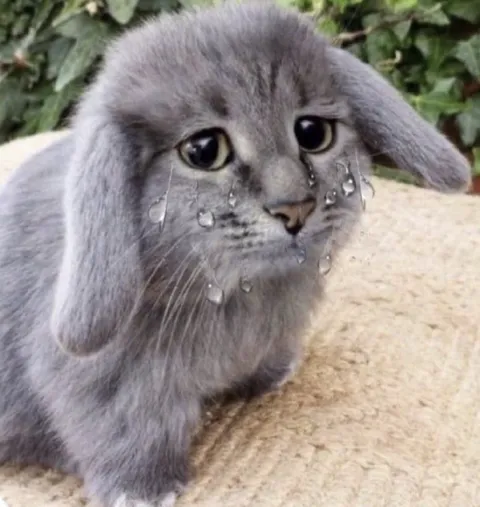 Плачущий серый кот