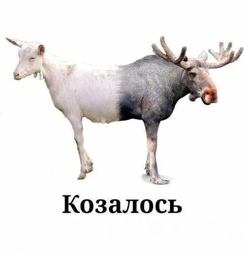 Козалос под видом козы