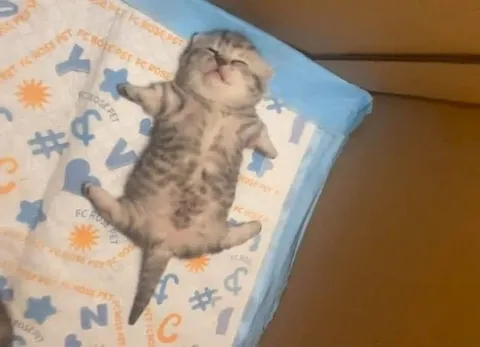Sleepy Kitten on Its Back