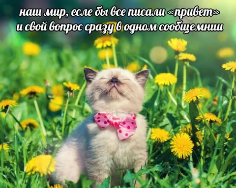 Мир без приветствий