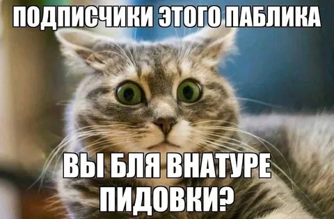 Кот в шоке от подписчиков
