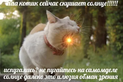 Котик кушает солнце