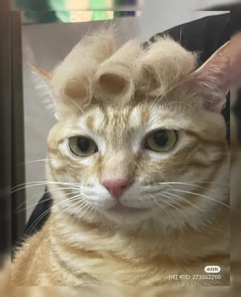 Кот с кудрявой причёской