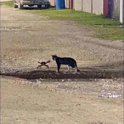 Кот встретил краба