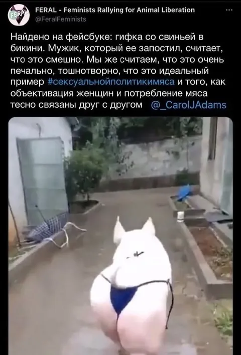 Свинья в бикини и феминистская критика