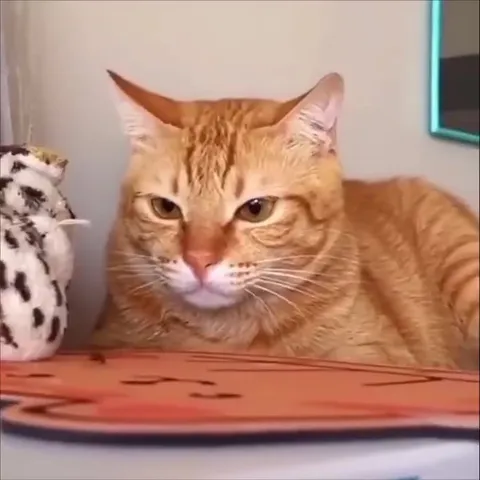 Cat Gets Distracted by a Bug