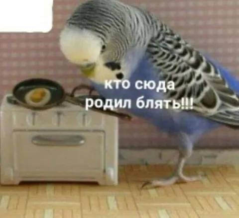 Кто сюда родил