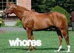 Whones Horse Meme