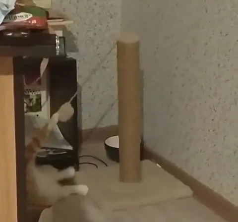 Кот играет с когтеточкой