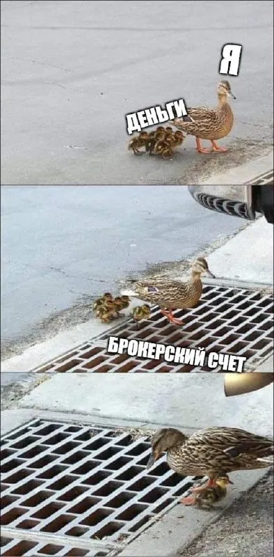 Утка ведёт деньги на брокерский счёт