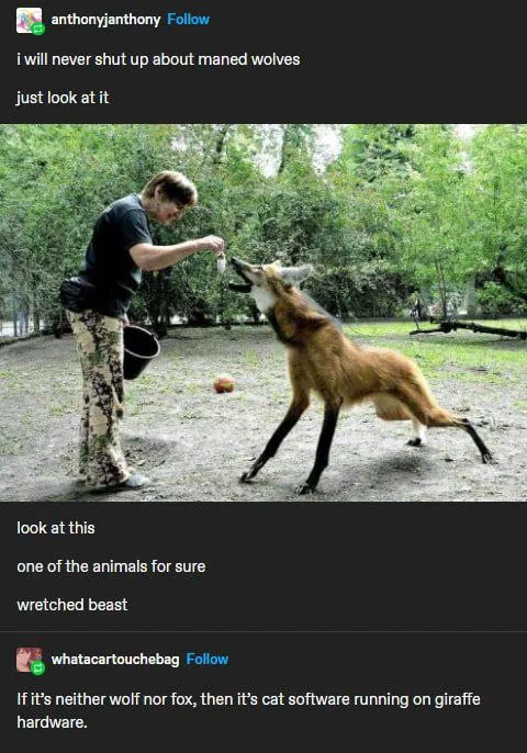 Maned Wolf Cat Software