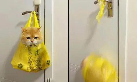 Кот в пакете падает