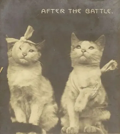 After the Battle Cats