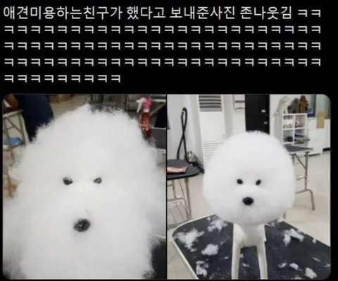 애견미용 친구의 작품