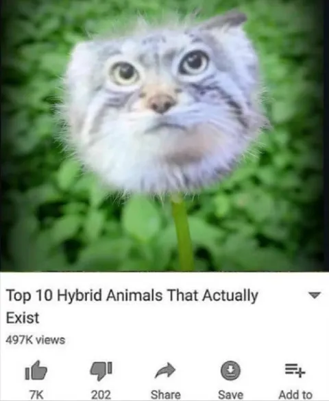 Top 10 Hybrid Animals That Exist