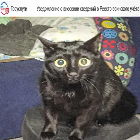 Кот получил повестку