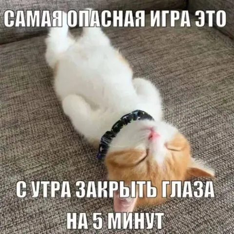 Самая опасная игра кота