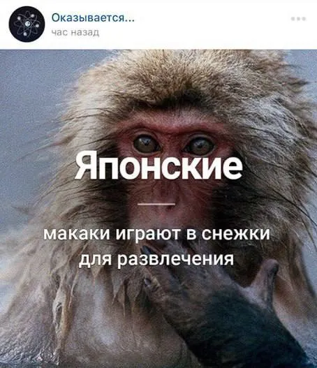 Японские макаки играют в снежки