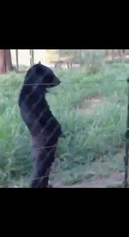 Bears Acting Like Humans