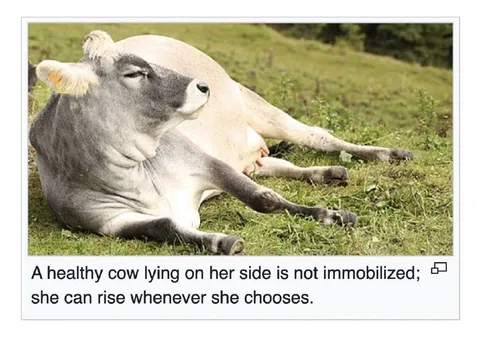Healthy Cow Can Rise Whenever She Chooses