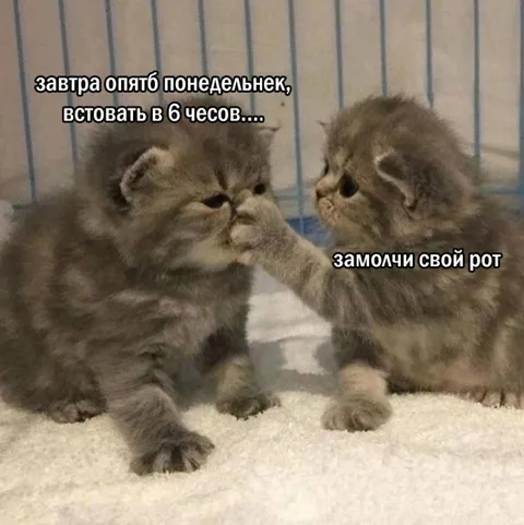 Котёнок не хочет понедельник
