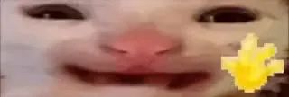 Кот машет лапкой