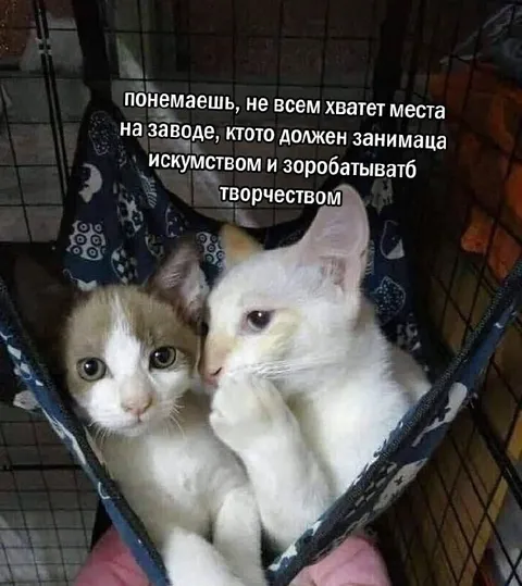 Котята творческой профессии