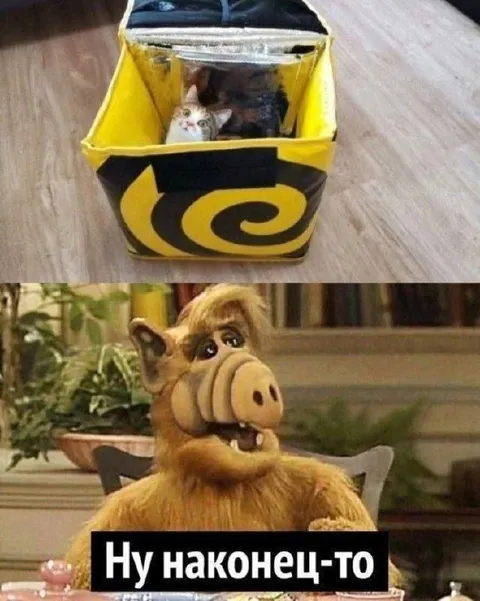 Ну наконец-то, кот в коробке