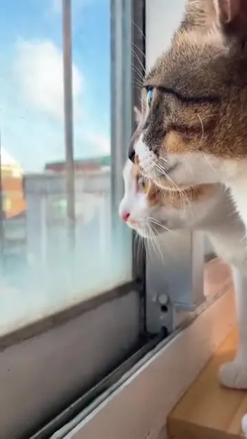Коты смотрят в окно