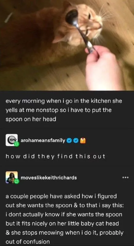 Spoon on the Cat’s Head