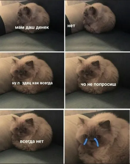 Кот снова просит денег