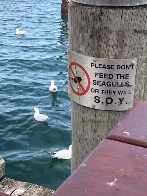 Please Don't Feed the Seagulls