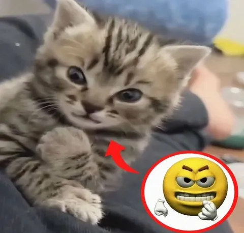 Хитрый котёнок с ухмылкой