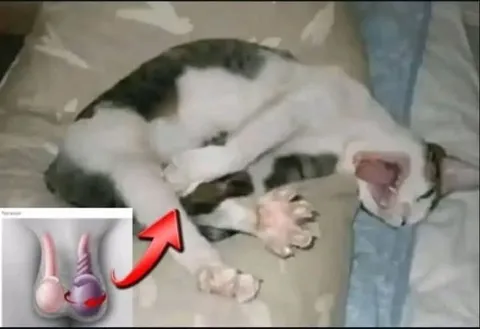 Кот в позе яичек