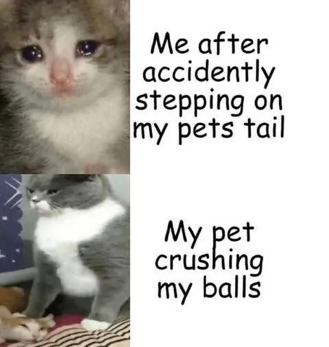 Cat Tail Accident Revenge